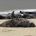 Beach Life; Lifes a Beach; Barn & Beach;NorthNorfolk;Norfolk; Seaside; Beaches;Seals;Horsey Mill