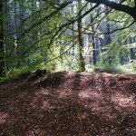Bacton Woods; North Norfolk; Barn & Beach; Holidays; Walking; Dogs