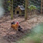 Pekin Bantams, bantams, chickens, rural life, farms, cottages, holidays, Barn & Beach