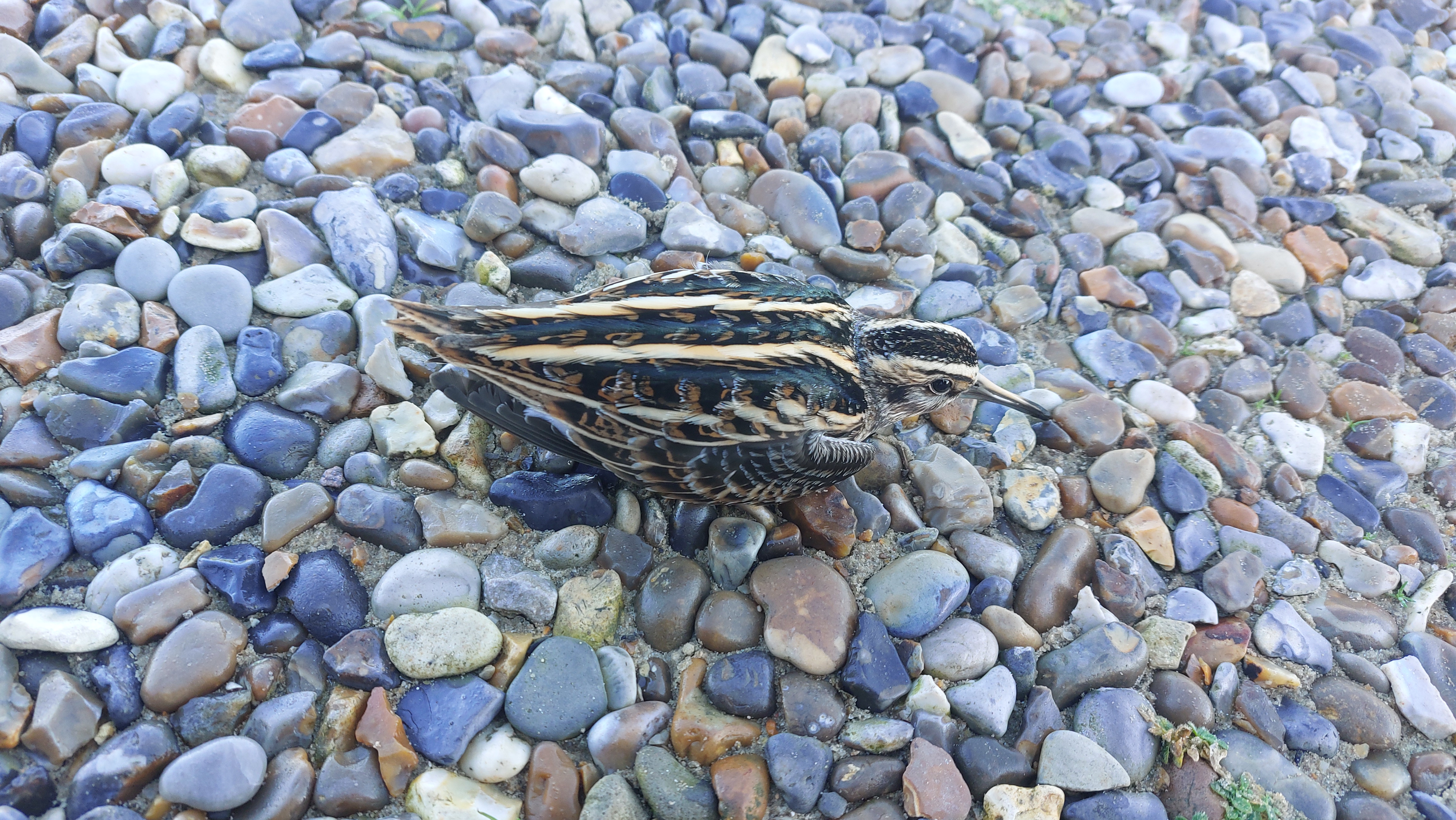 Jack Snipe; Barn & Beach; Holidays; Self-Catering; bird watching; birds; migration;