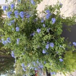 Summer Flowers, Holidays, seaside, north norfolk, the beach, beach houses, countryside, coastal breaks, barb and beach, self-catering.