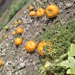Pumkin Patch